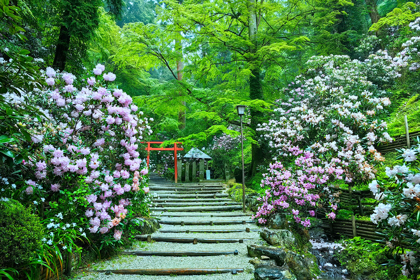 西國三十三所-東光山龍蓋寺(岡寺)
